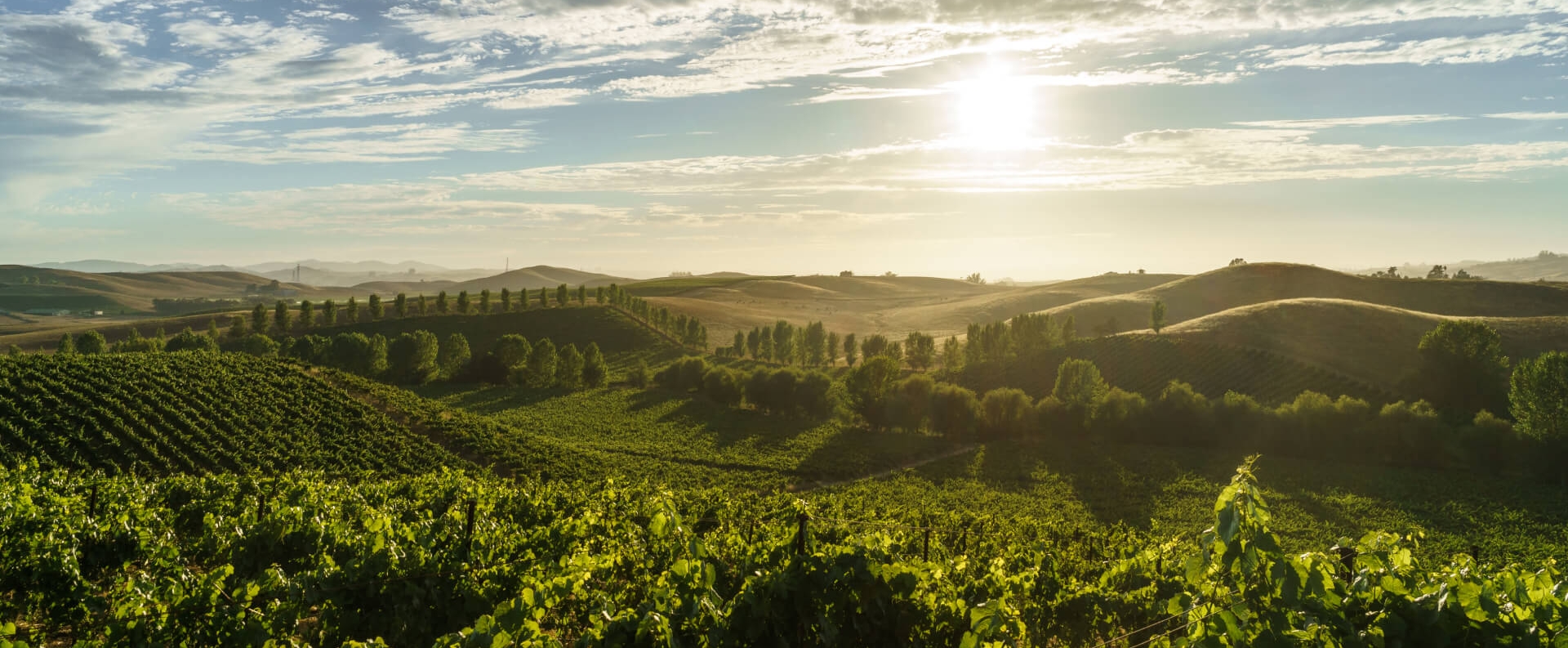 A view of green rolling hills and vineyards in Sonoma County, California.