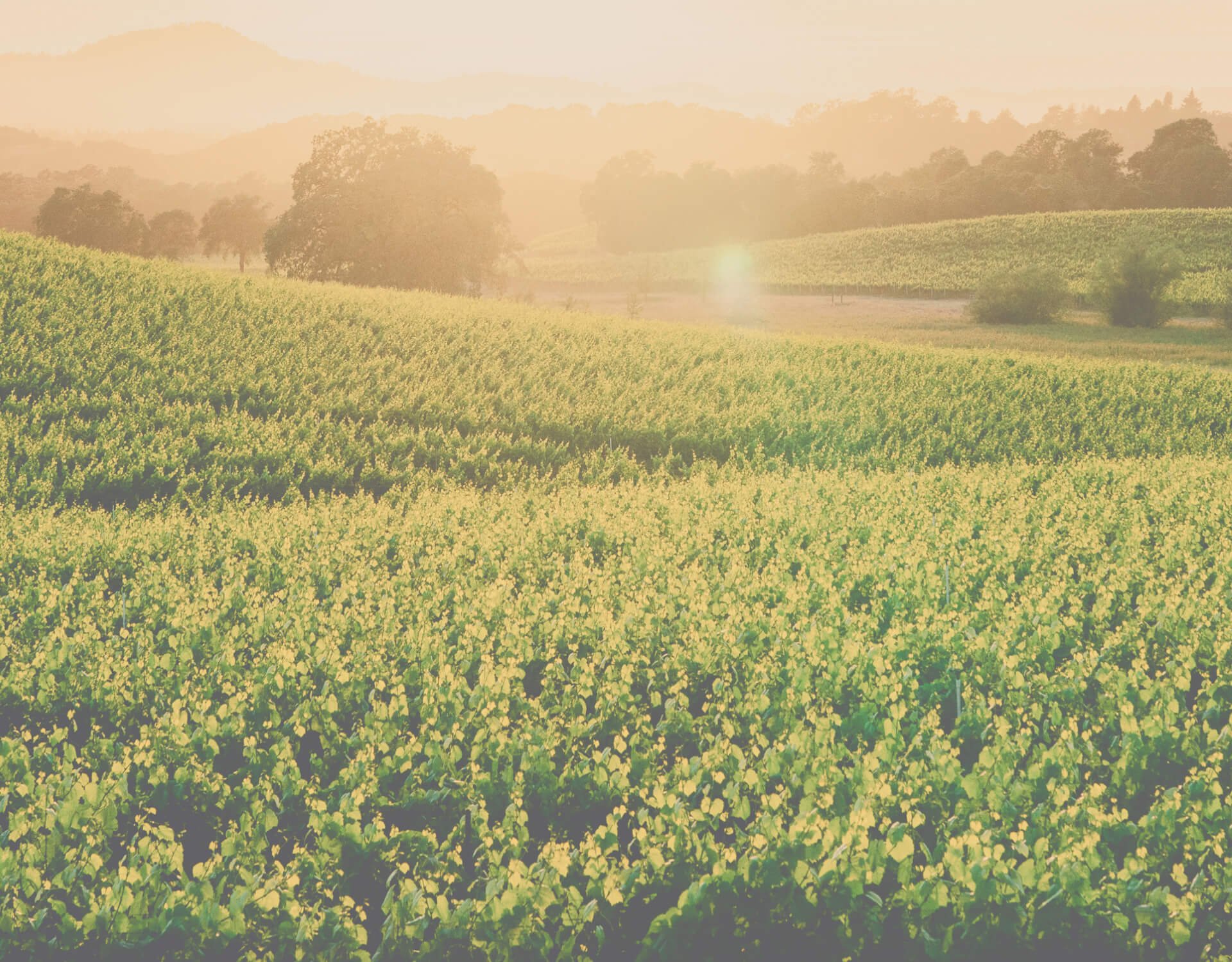 Fields of grass and rolling hills at sunset.