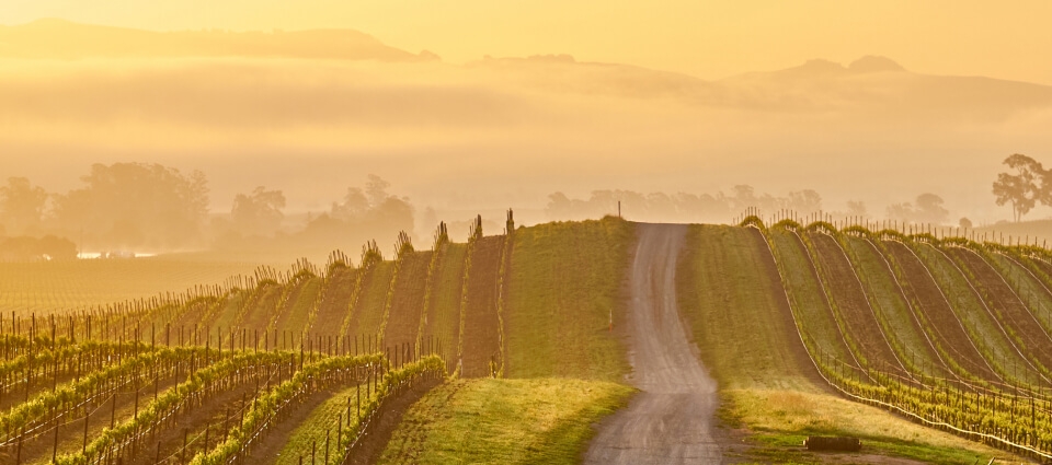 California vineyards at sunset.