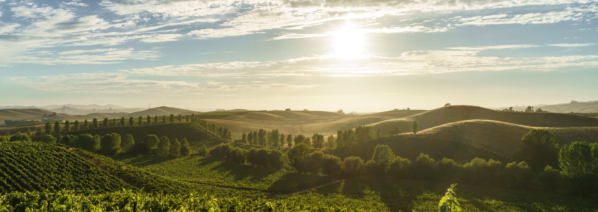 The rolling hills and green vineyards of California's wine country seen in the late afternoon sun.