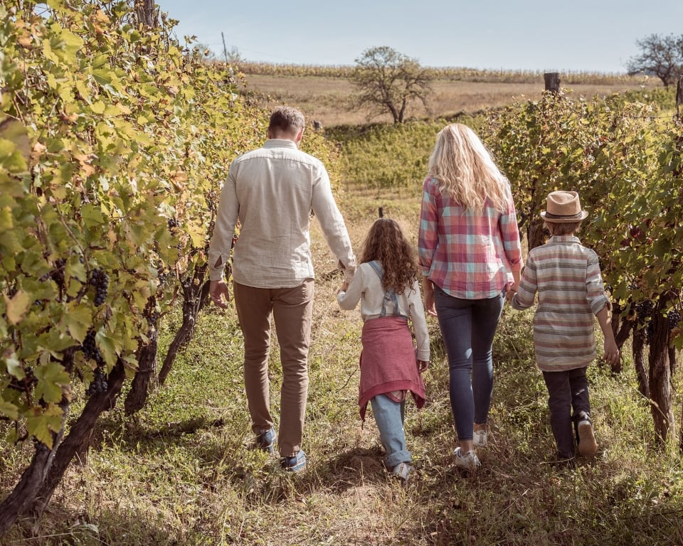Young family of four walking away, hand in hand, through beautiful vineyard