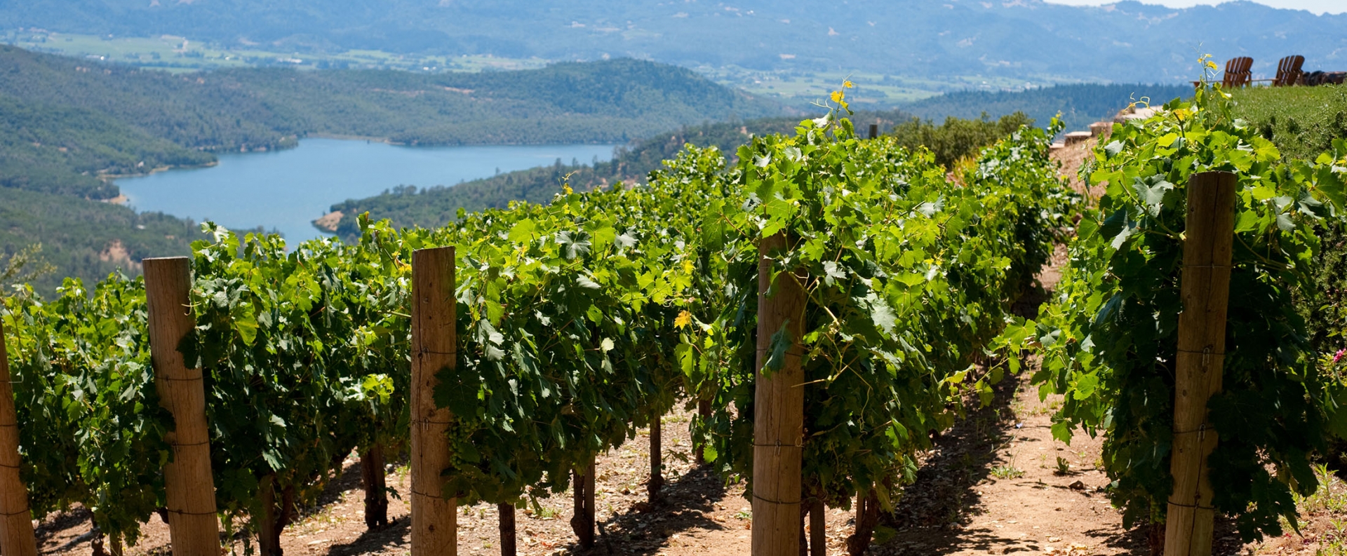 Rows of hillside vineyards above Napa Valley, lake in background.