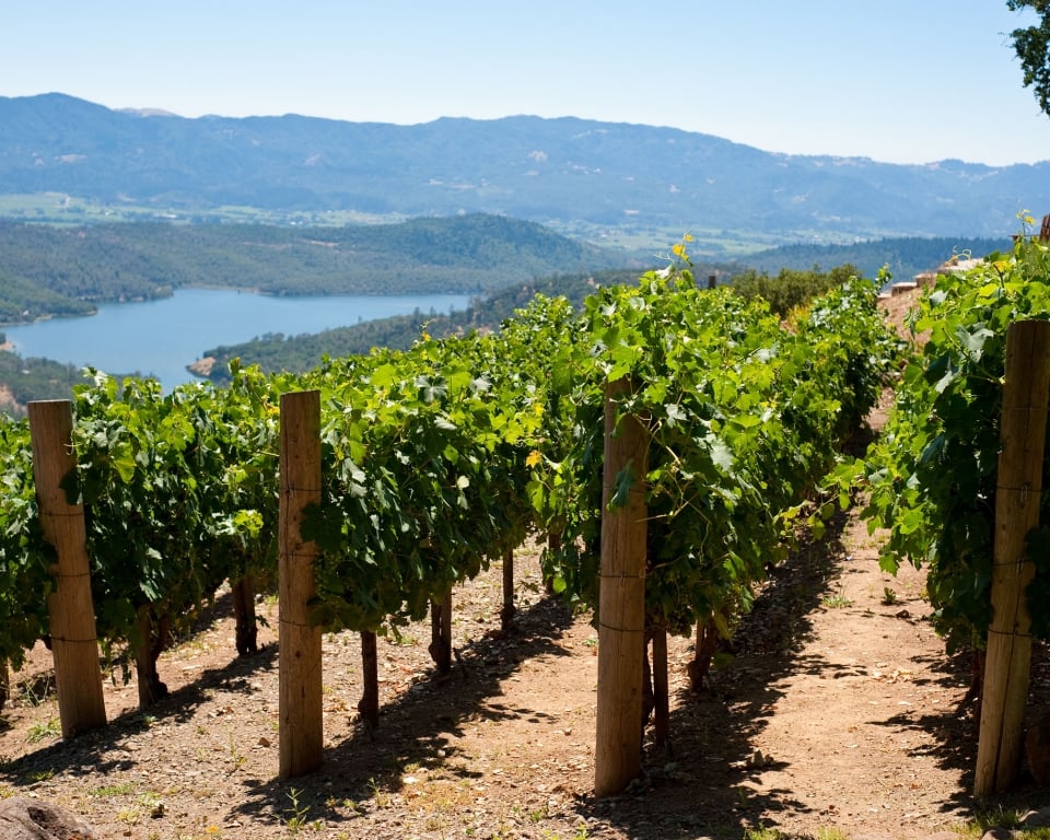 Rows of hillside vineyards above Napa Valley, lake in background.
