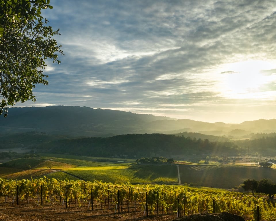 Panorama of Sonoma Valley wine country with rolling hills in autumn