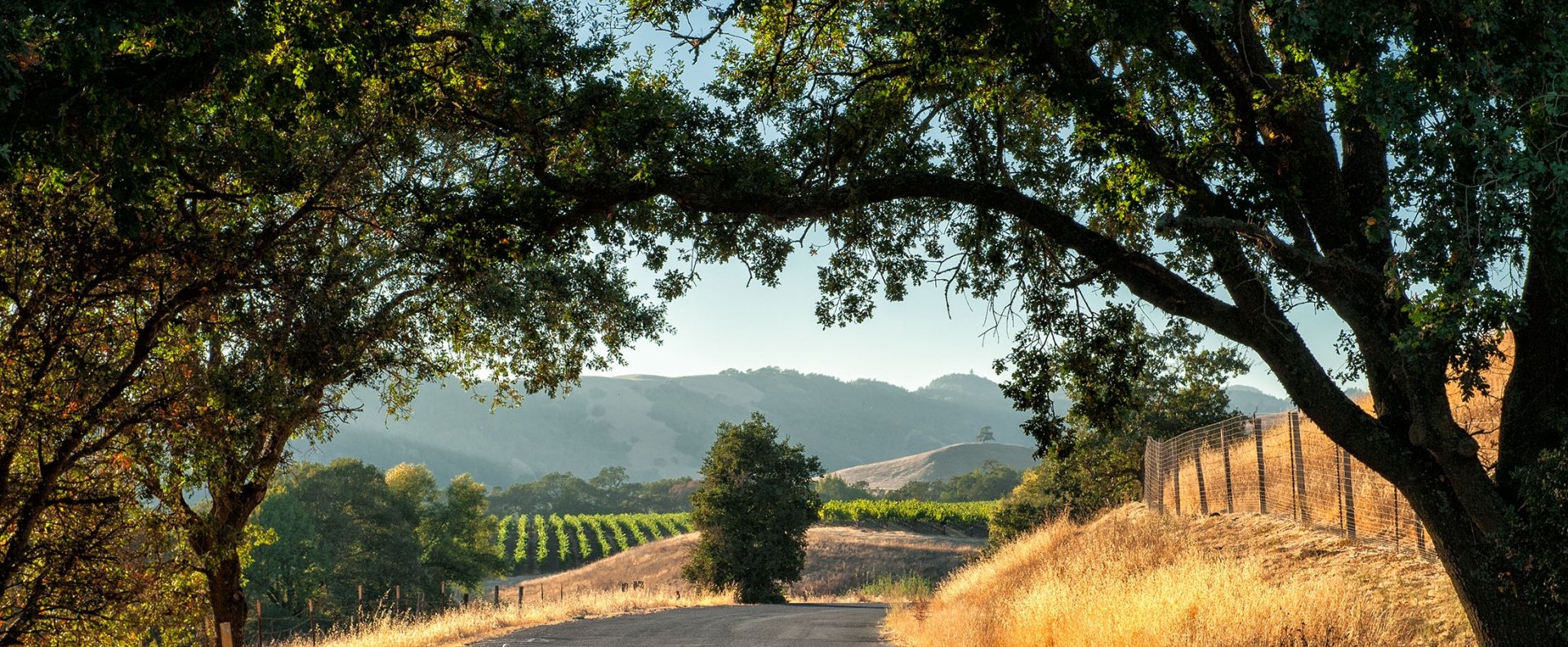 Road trip through Sonoma wine country at harvest time