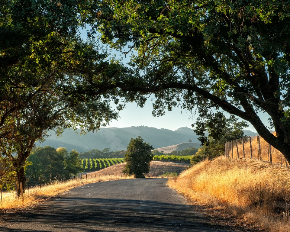 Road trip through Sonoma wine country at harvest time