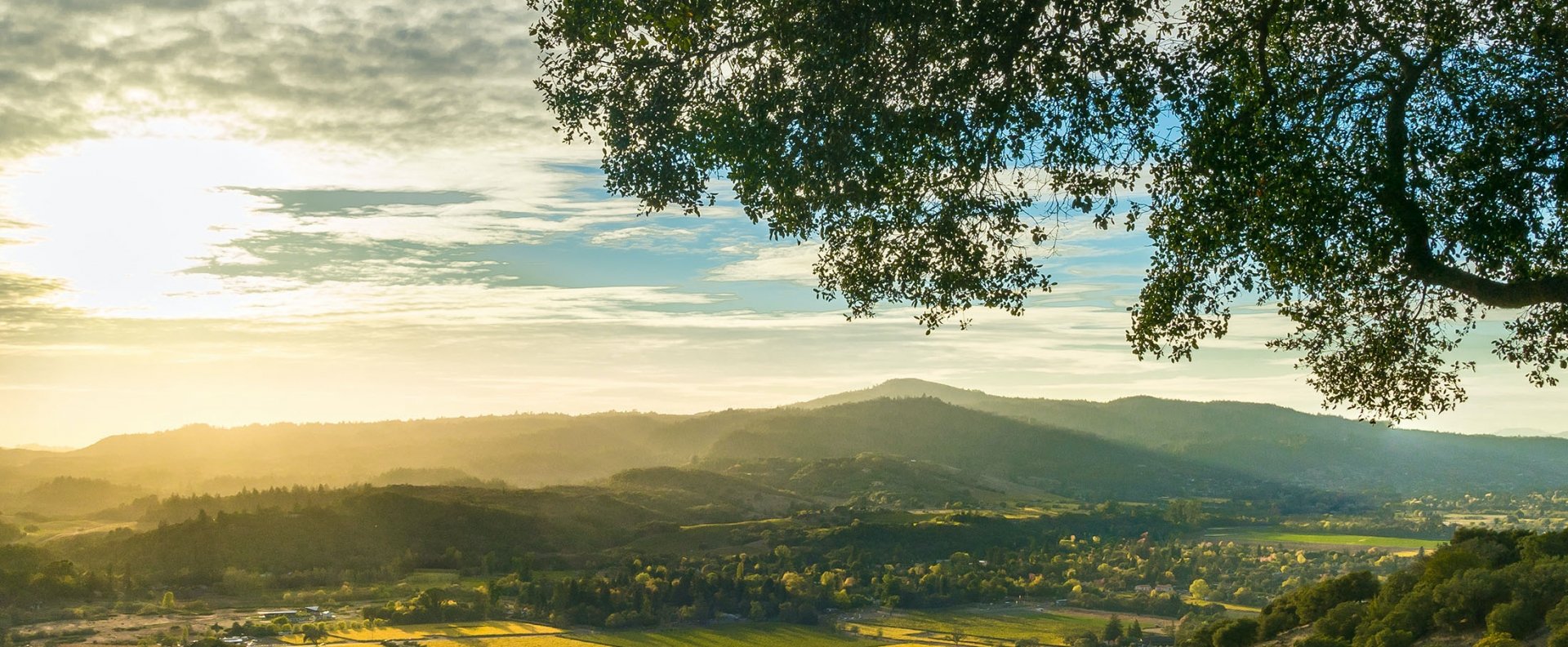 Sonoma Valley Landscape