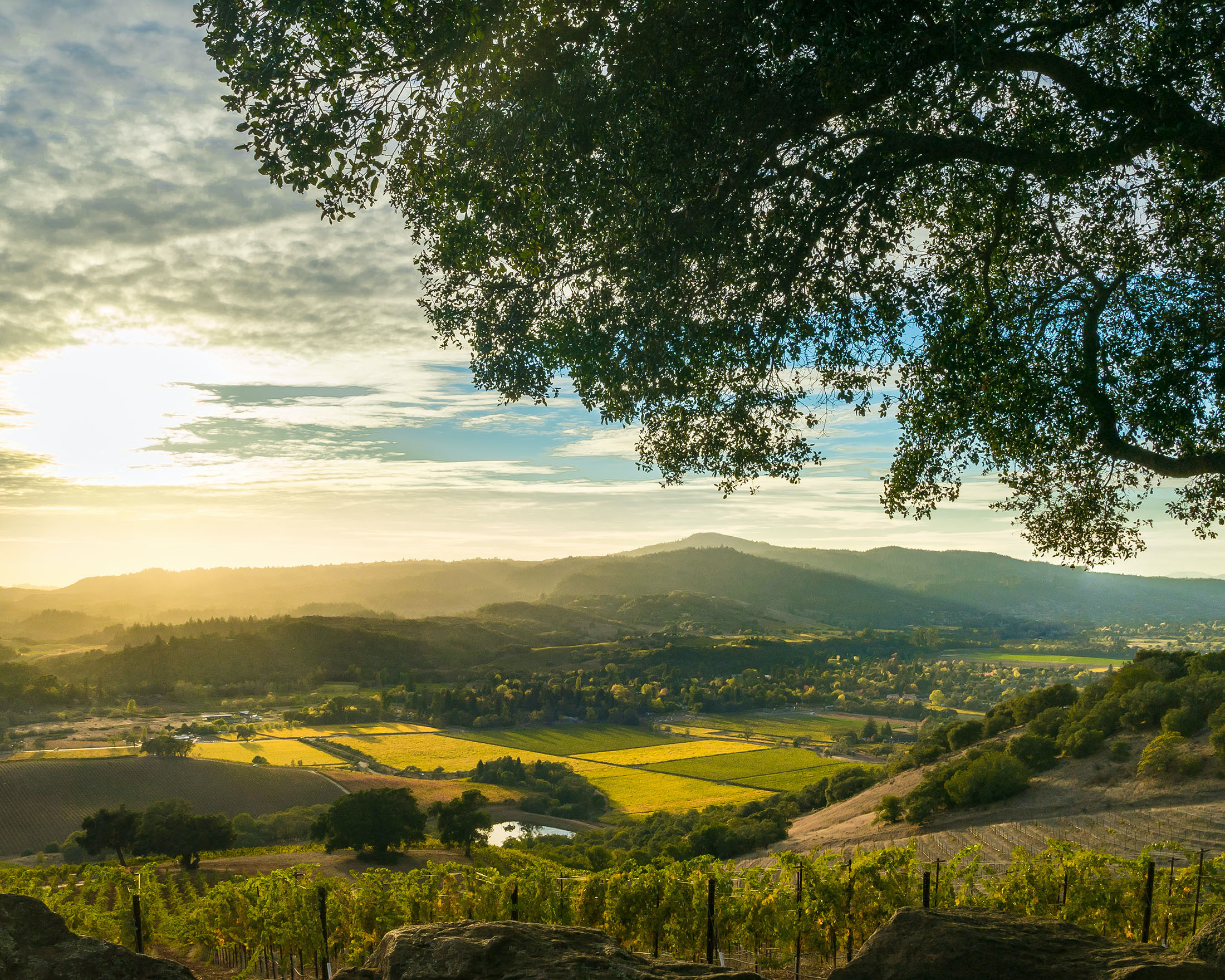 Sonoma Valley Landscape