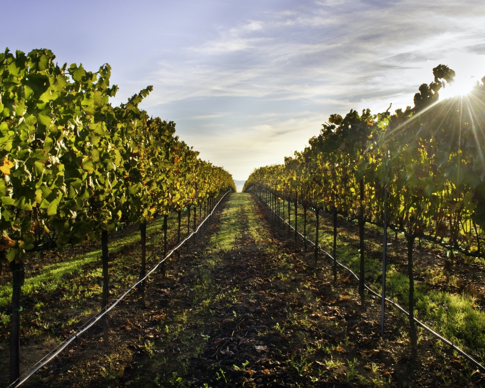 Sunrise over vineyards in Healdsburg, CA