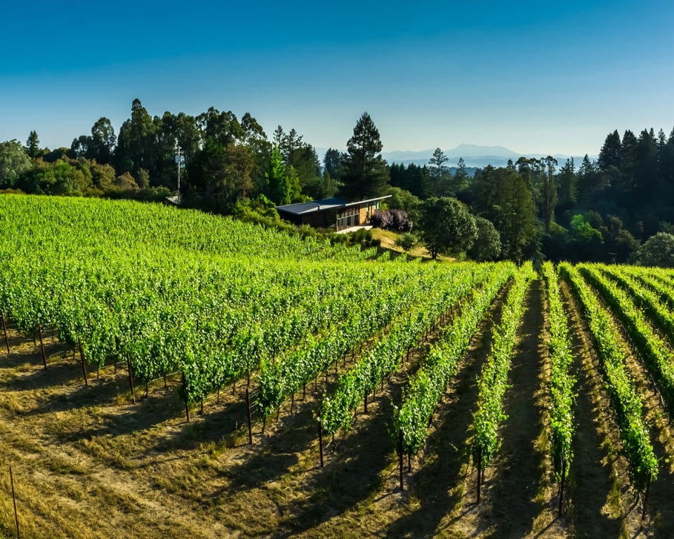 Aerial shot of lush green vineyards in Northern California wine country