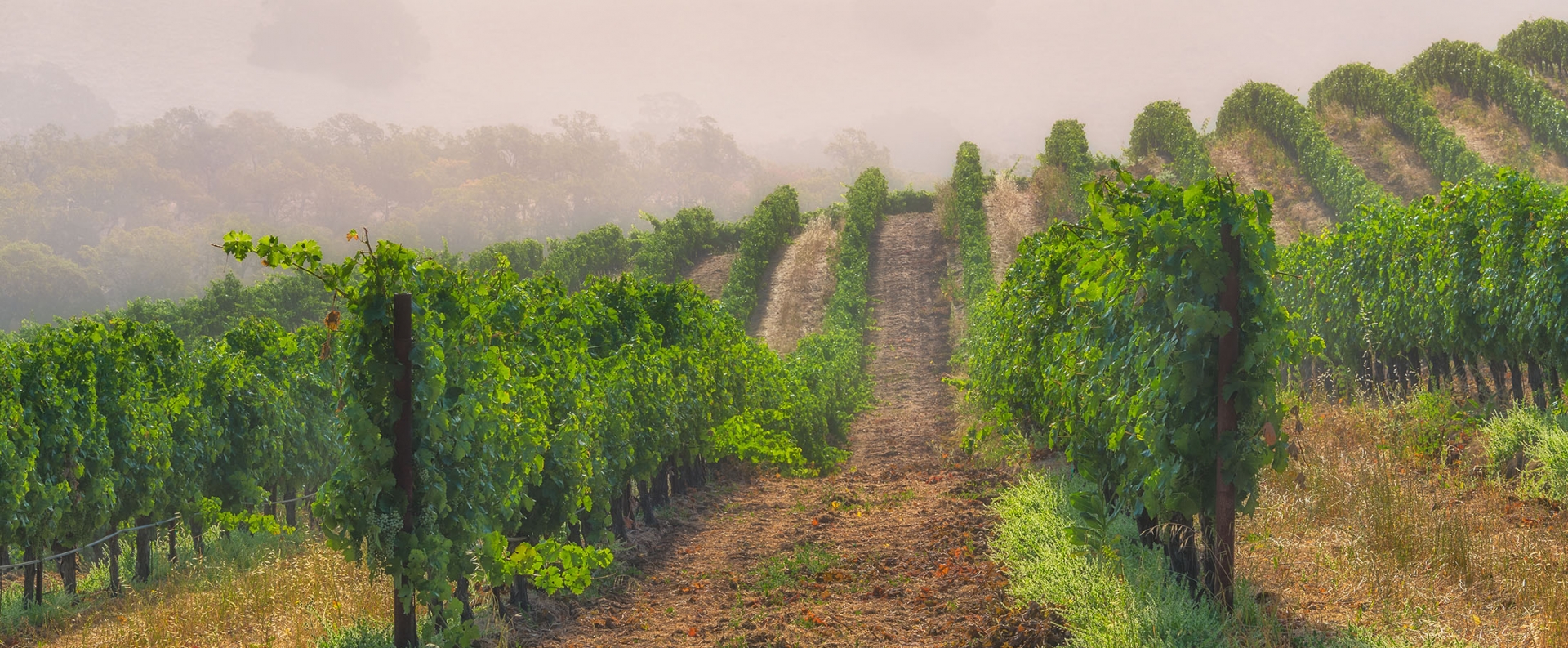 Napa Valley vineyards on a foggy morning in the summer