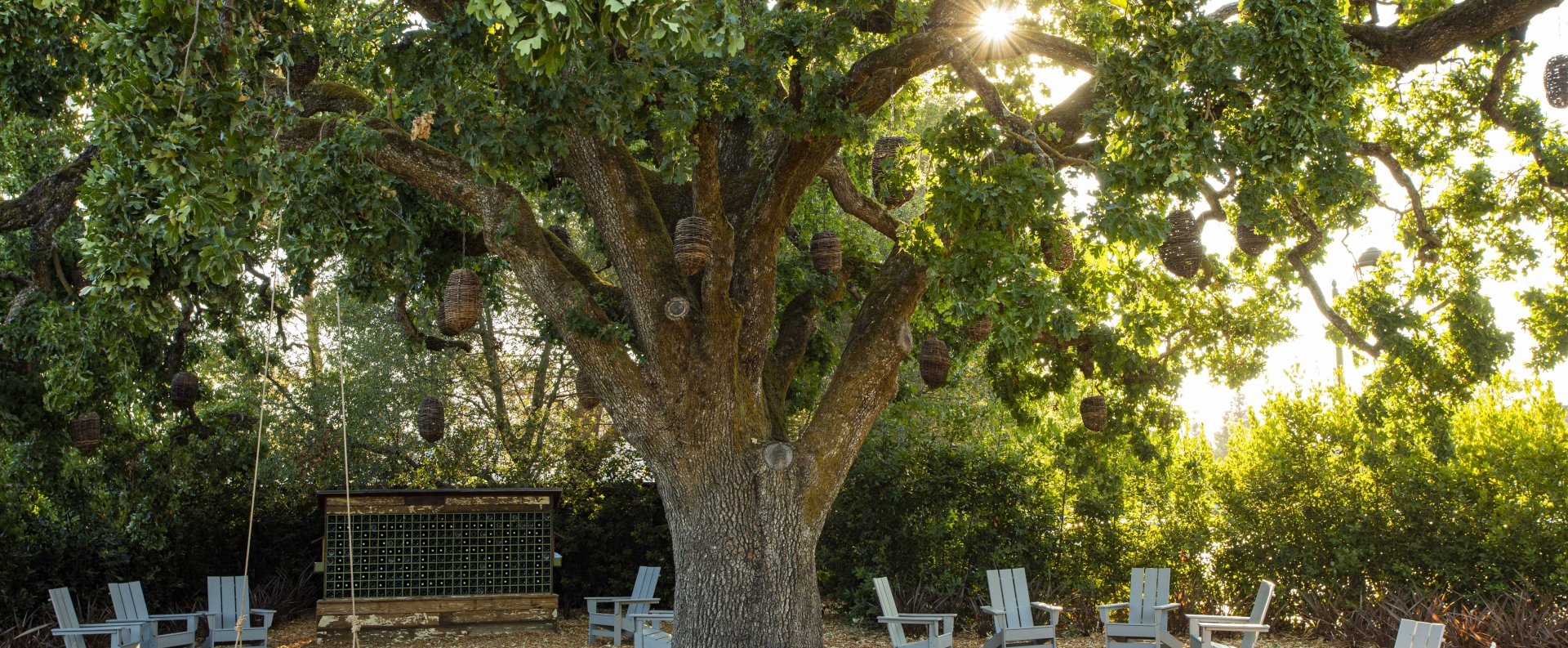 Heritage Oak by day