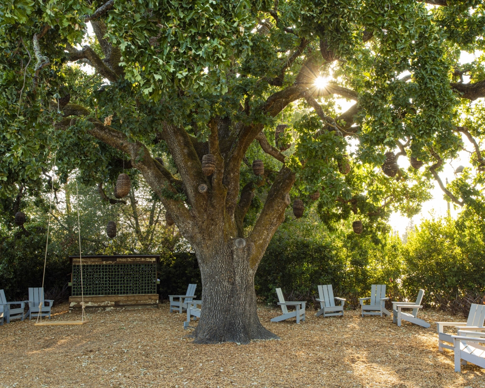 Heritage Oak by day