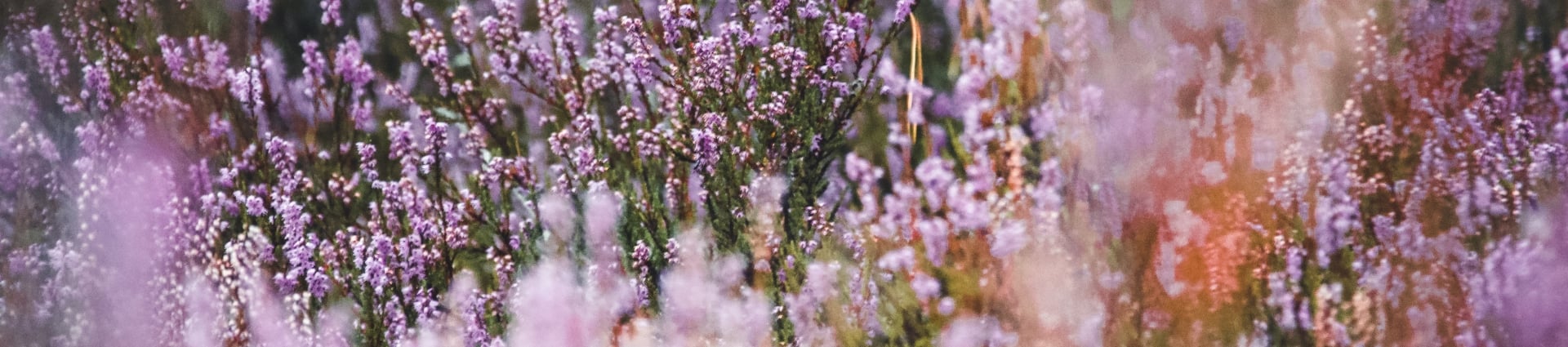 Lavender Sachet