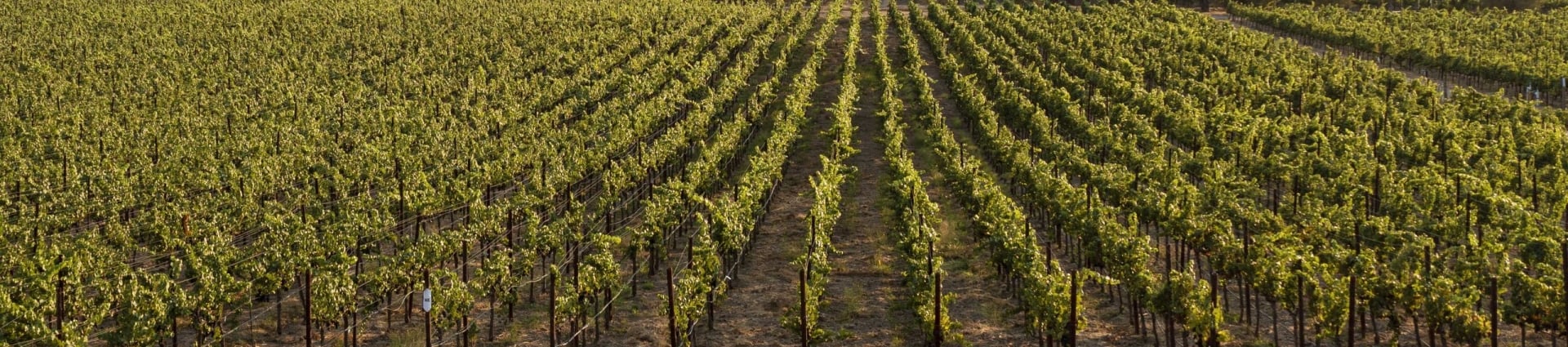 Two cyclists ride through rows of green vineyard vines with rolling hills in the background