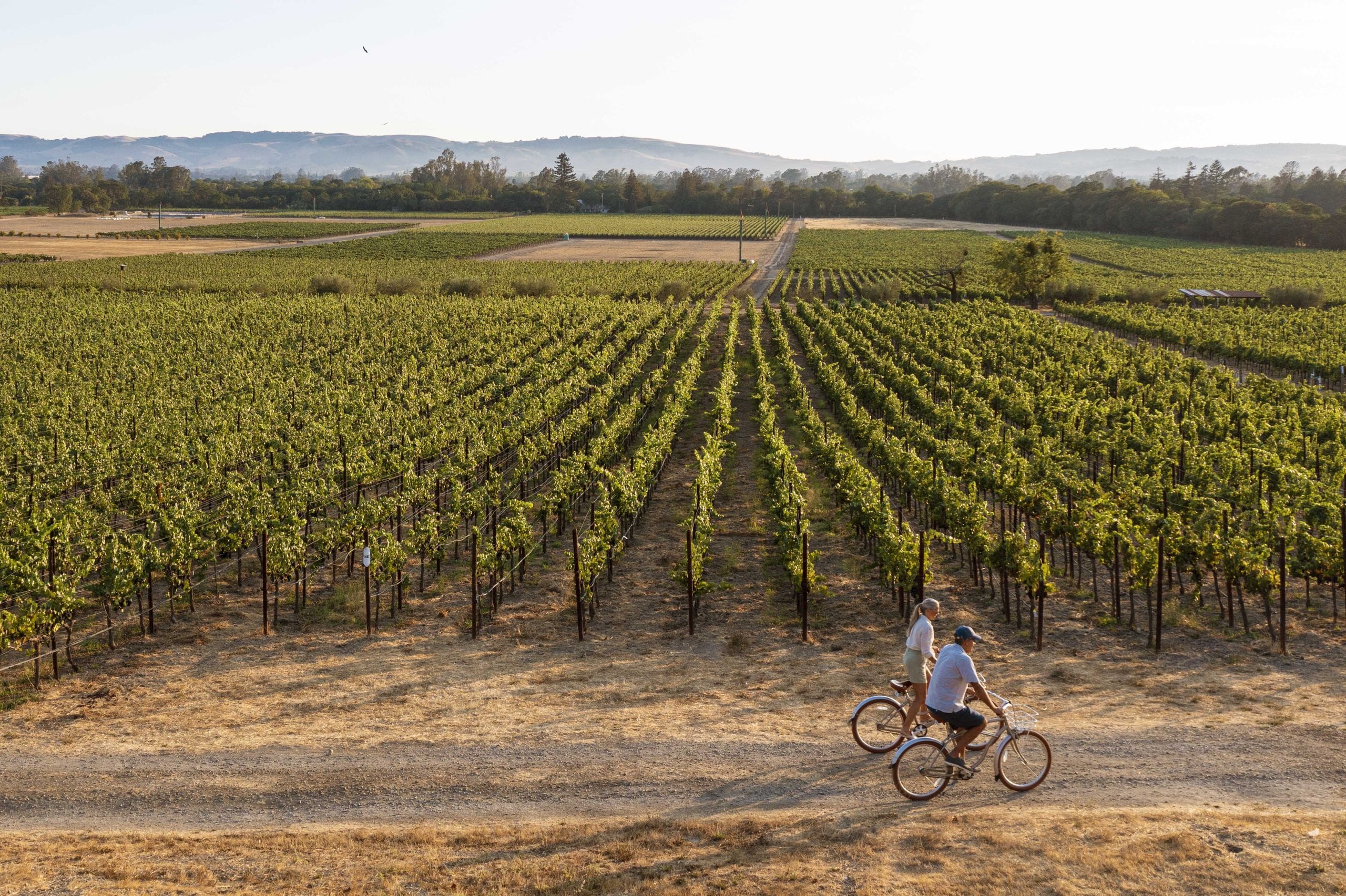 Two cyclists ride through rows of green vineyard vines with rolling hills in the background