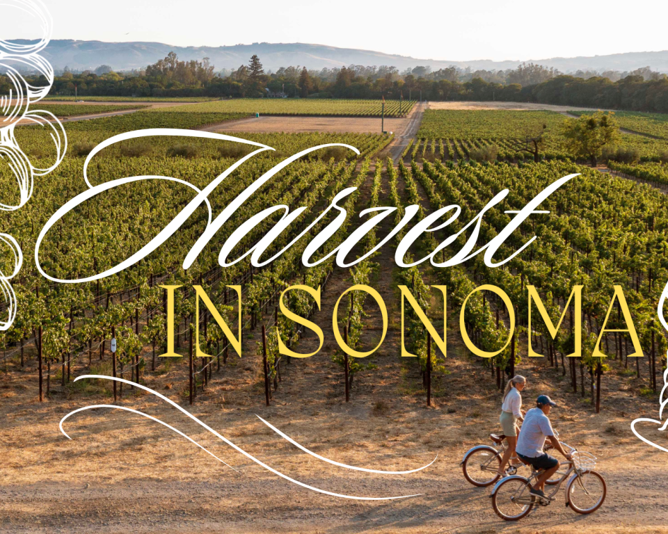 Vineyard in Sonoma with rows of grapevines and distant hills; two people bike in the foreground, overlaid with white grape clusters, a wine bottle outline, and large 'Harvest in Sonoma' text.