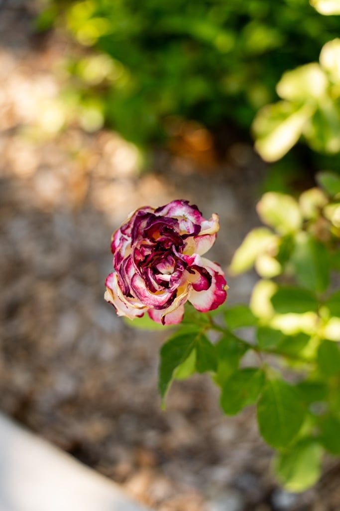 Close-up of a pink and magenta layered garden rose in full bloom surrounded by green foliage and yellow flowering shrubs against a stone wall.