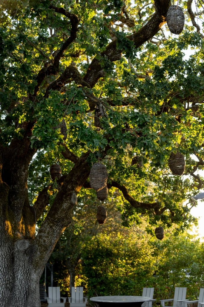 White Adirondack chairs beneath a sprawling tree with hanging woven pods, filtered golden sunlight through lush green leaves.