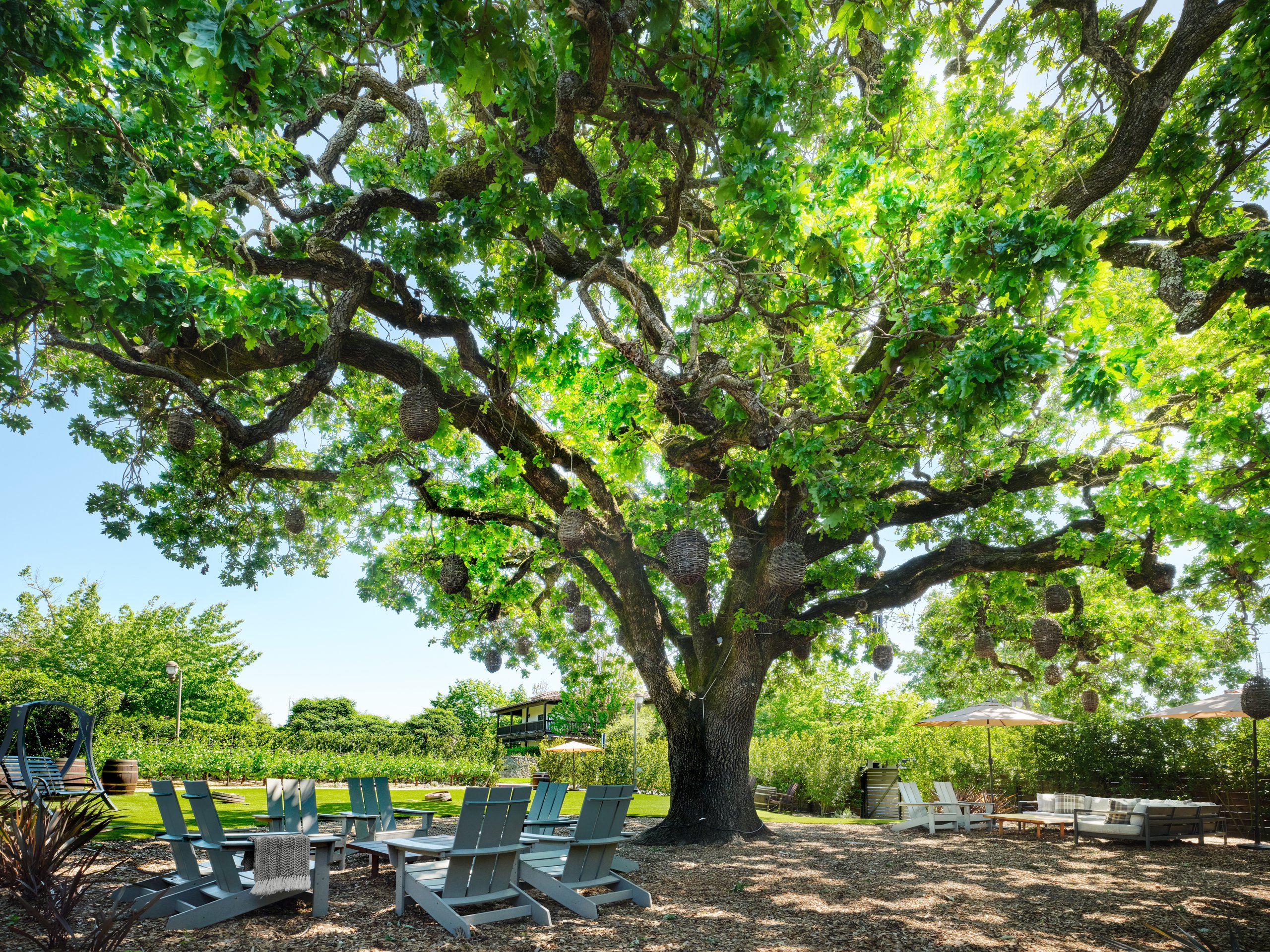 Adirondack chairs beneath the heritage oak tree at The Lodge at Sonoma