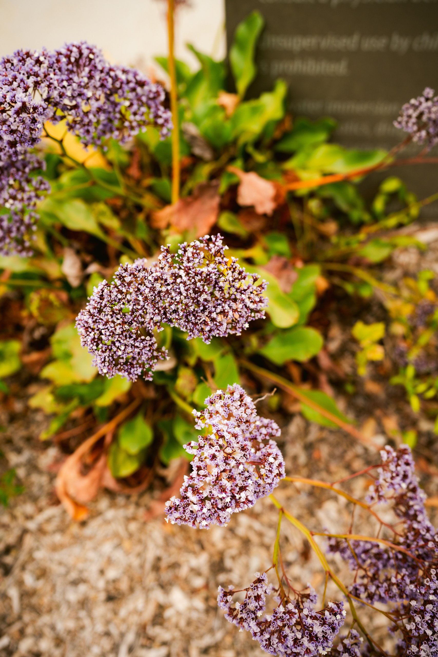 Purple blooms in the spa garden at The Lodge at Sonoma